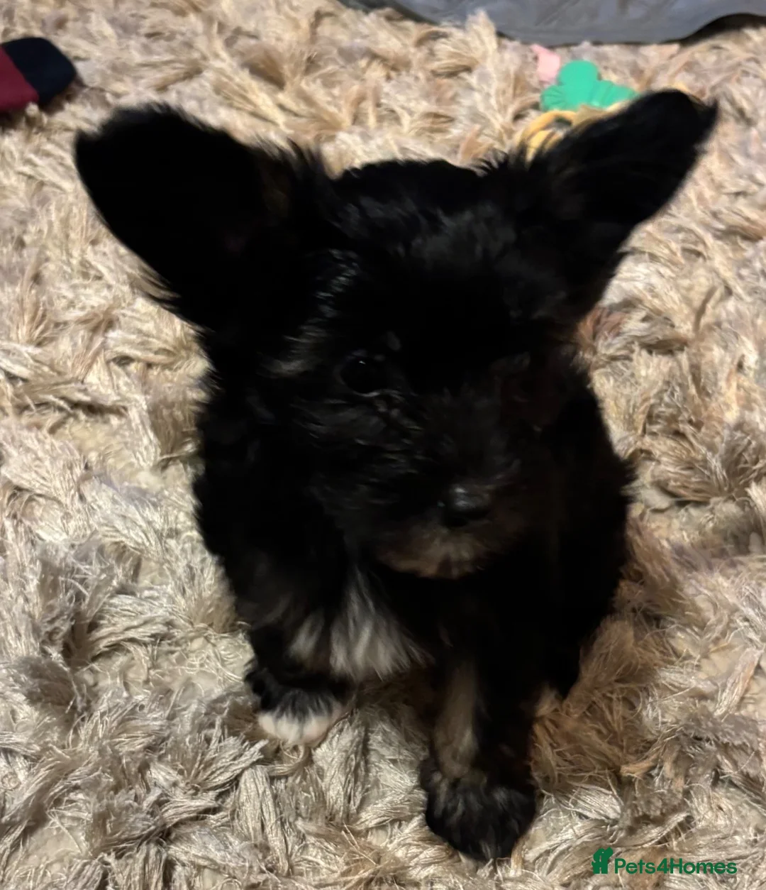Chinese Crested dogs for sale: 🐾 Chinese Crested Puppies — 9 Weeks Old Ready Now - Advert 2
