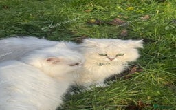 Persian cats for sale: Lovely Persian cats  - Image 12