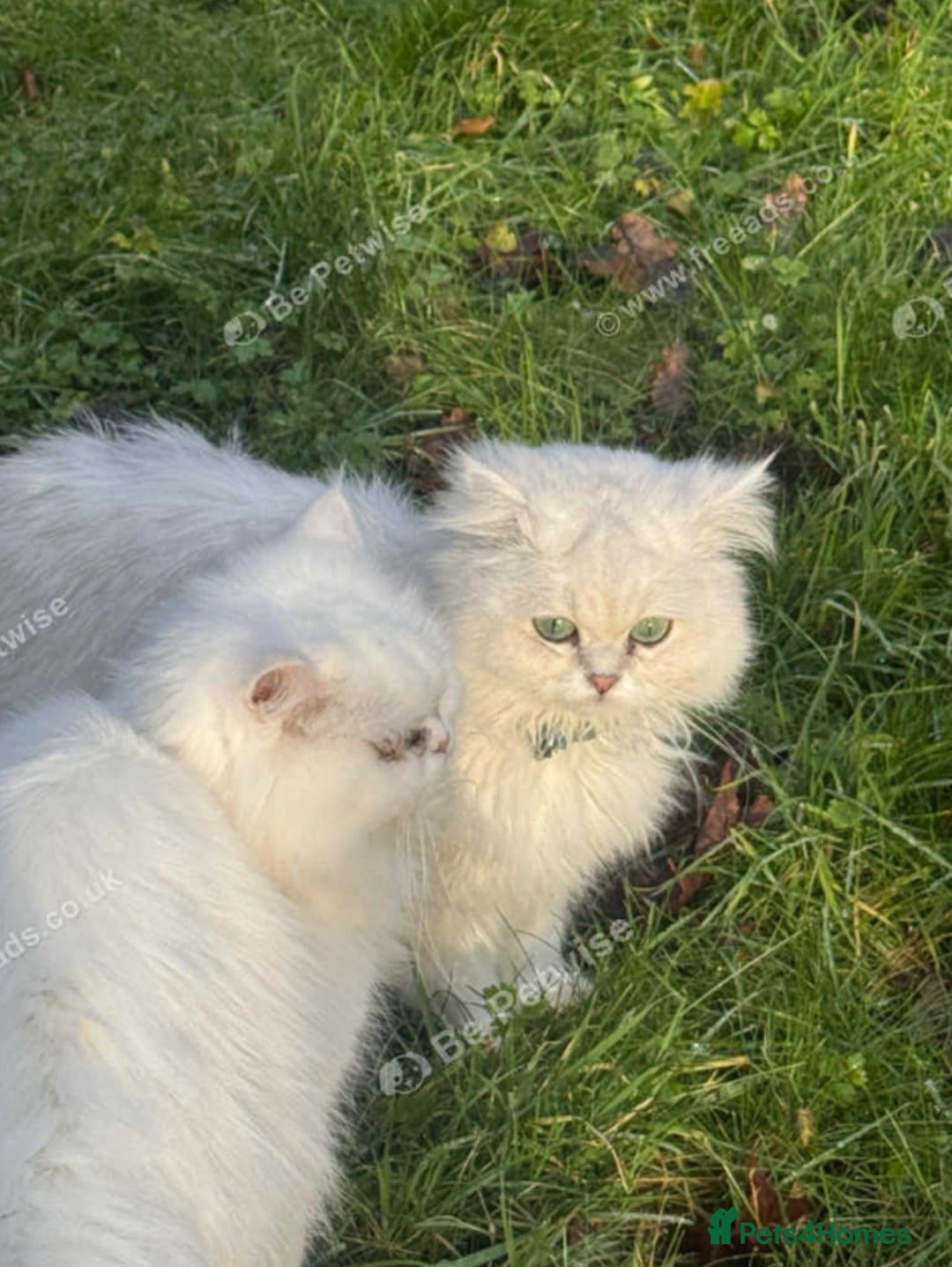 Persian cats for sale: Lovely Persian cats  - Image 12