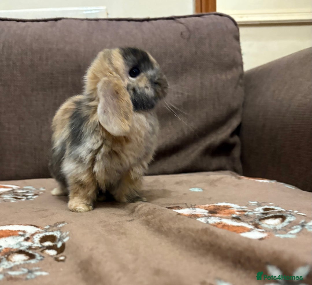 Mini Lop rabbits for sale: Bonded Mini Lop Harlequin Pair. Sold Together Only - Advert 8