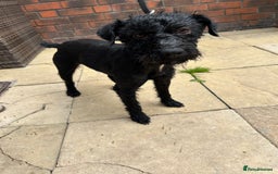 Patterdale Terrier dogs for sale: 2 year old patterdale terrier bitch  - Image 2