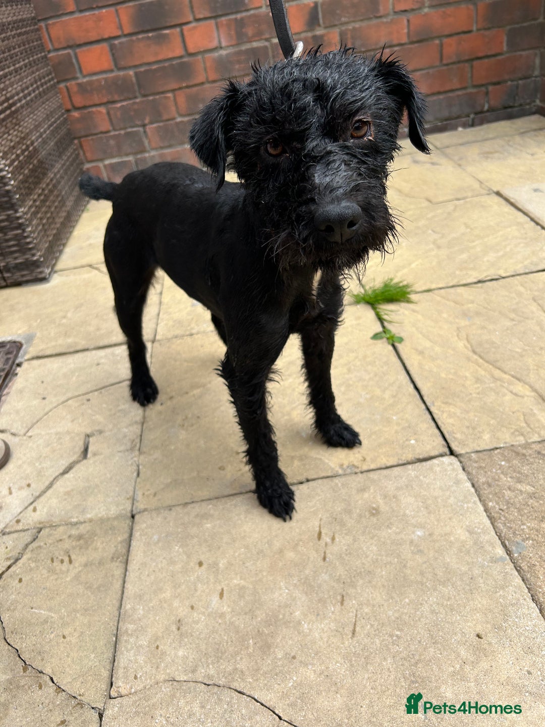 Patterdale Terrier dogs for sale: 2 year old patterdale terrier bitch  - Image 2