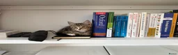 Mixed Breed cats for sale: Adorable tabby boy  in Croydon - Advert 2