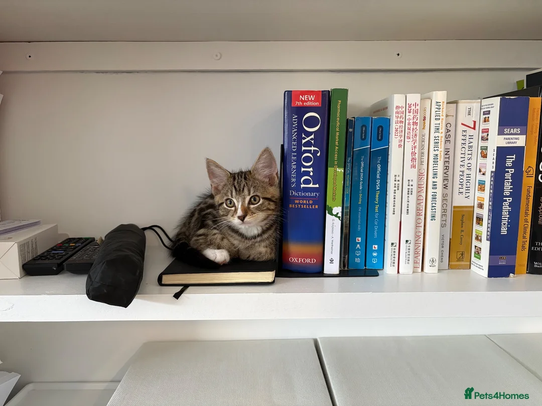 Mixed Breed cats for sale: Adorable tabby boy  in Croydon - Advert 2