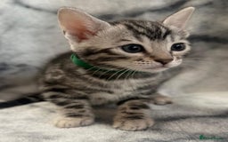 Bengal cats for sale: 🏡Gorgeous Bengal Kittens–Ready for Reservation 🐾 - Image 13