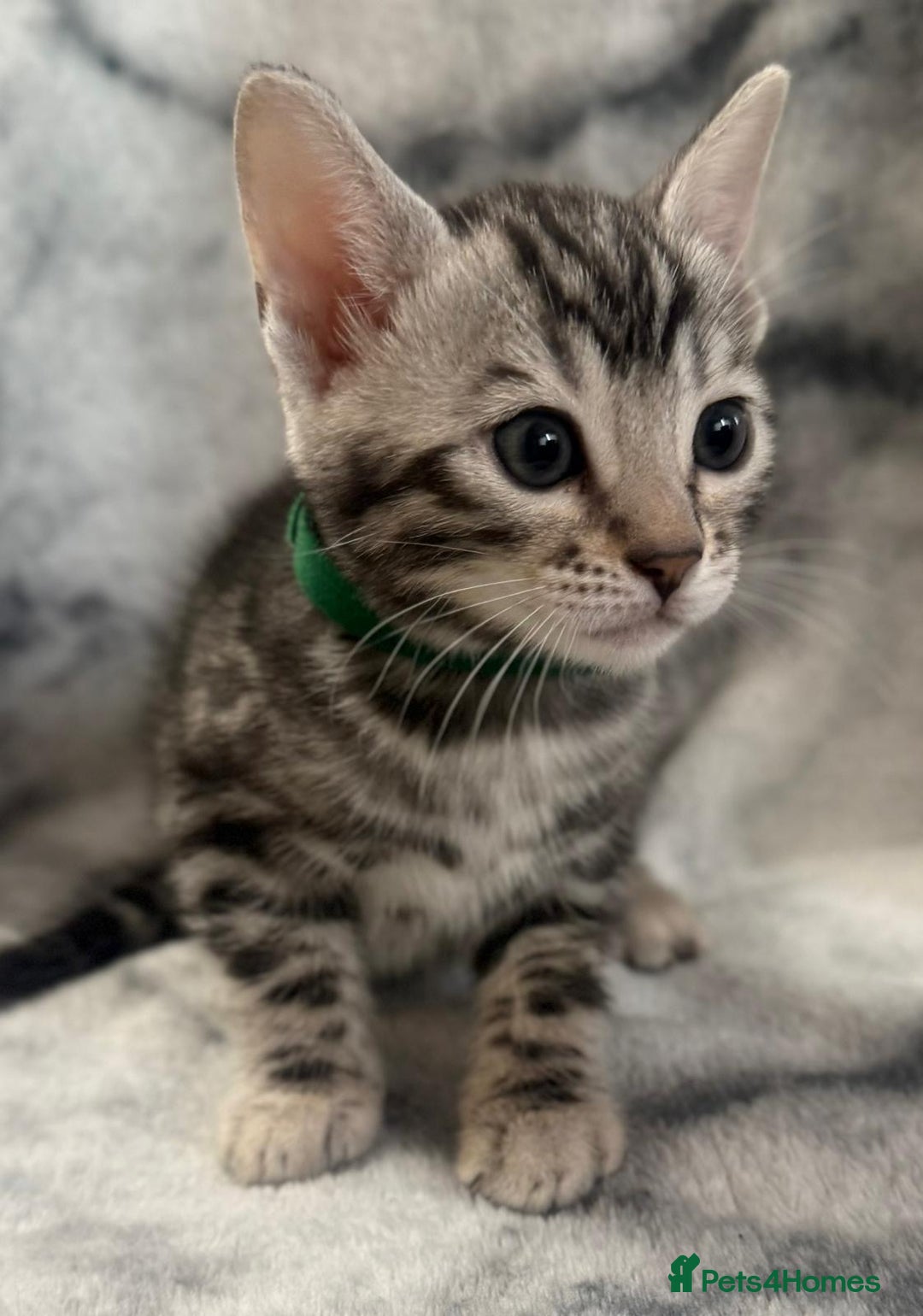 Bengal cats for sale: 🏡Gorgeous Bengal Kittens–Ready for Reservation 🐾 - Image 13