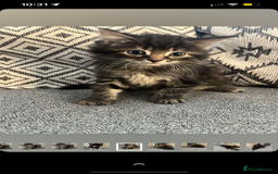 British Shorthair cats for sale: 3 boy kittens for sale  - Image 2