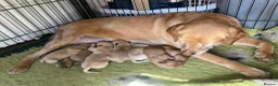 Labrador Retriever dogs for sale: Red / yellow Labrador pups   - Advert 5