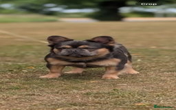 French Bulldog dogs for sale: Quality health clear fluffy French bulldogs  - Image 13