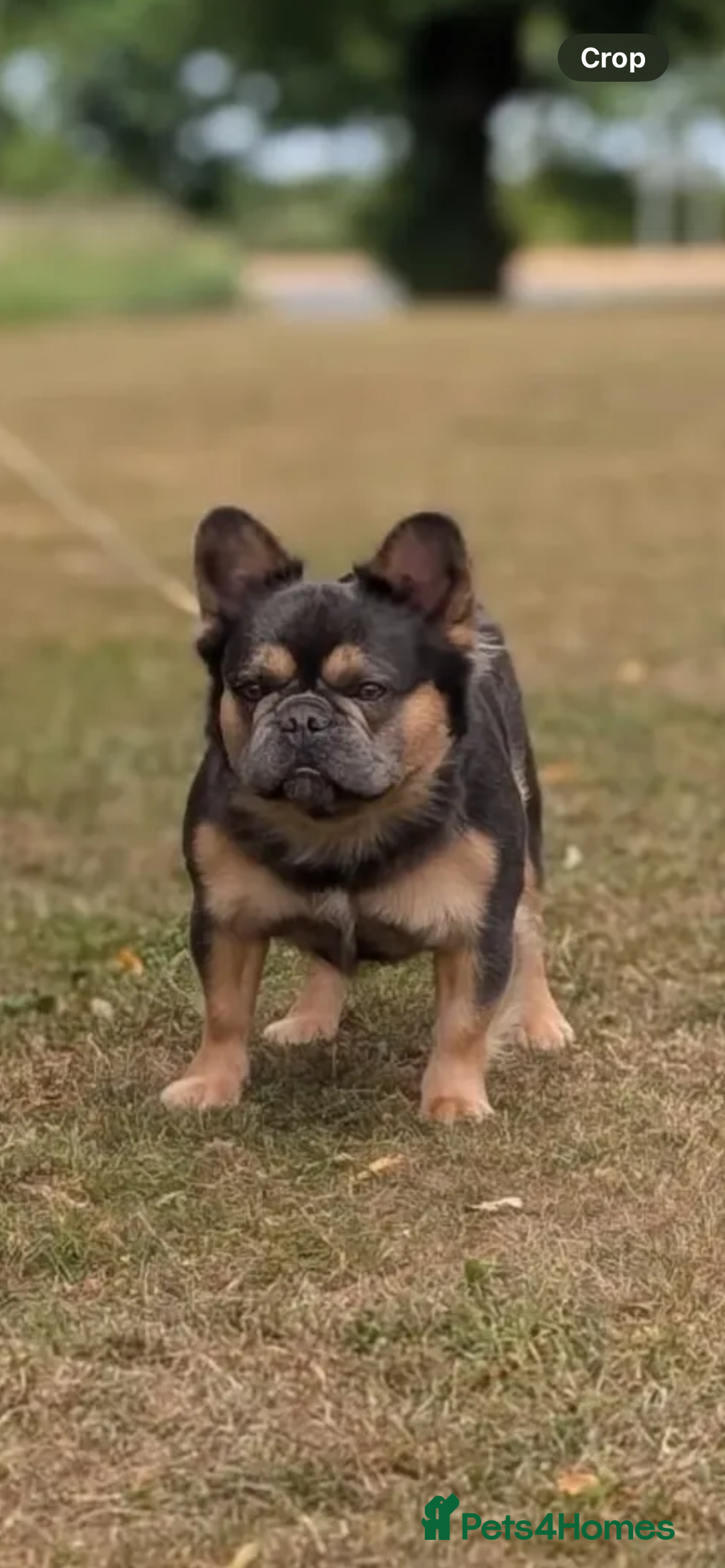 French Bulldog dogs for sale: Quality health clear fluffy French bulldogs  - Image 13