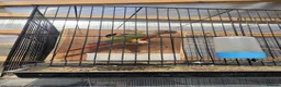 Conures birds for sale: Conures Proven Breeding  - Advert 4