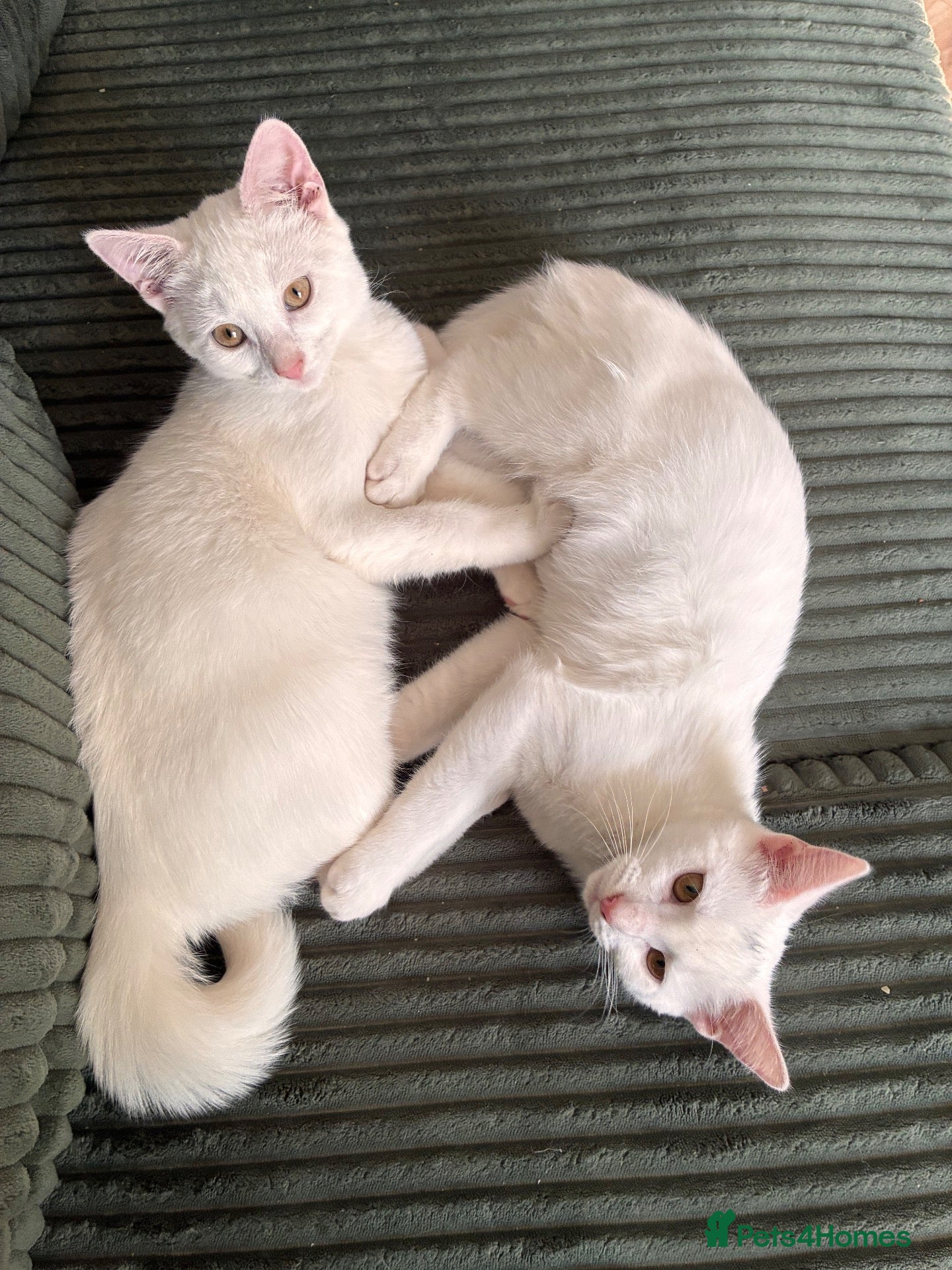 Mixed Breed cats for sale: 1 white boy,1 white girl with smudge,1 tort girl  - Advert 17