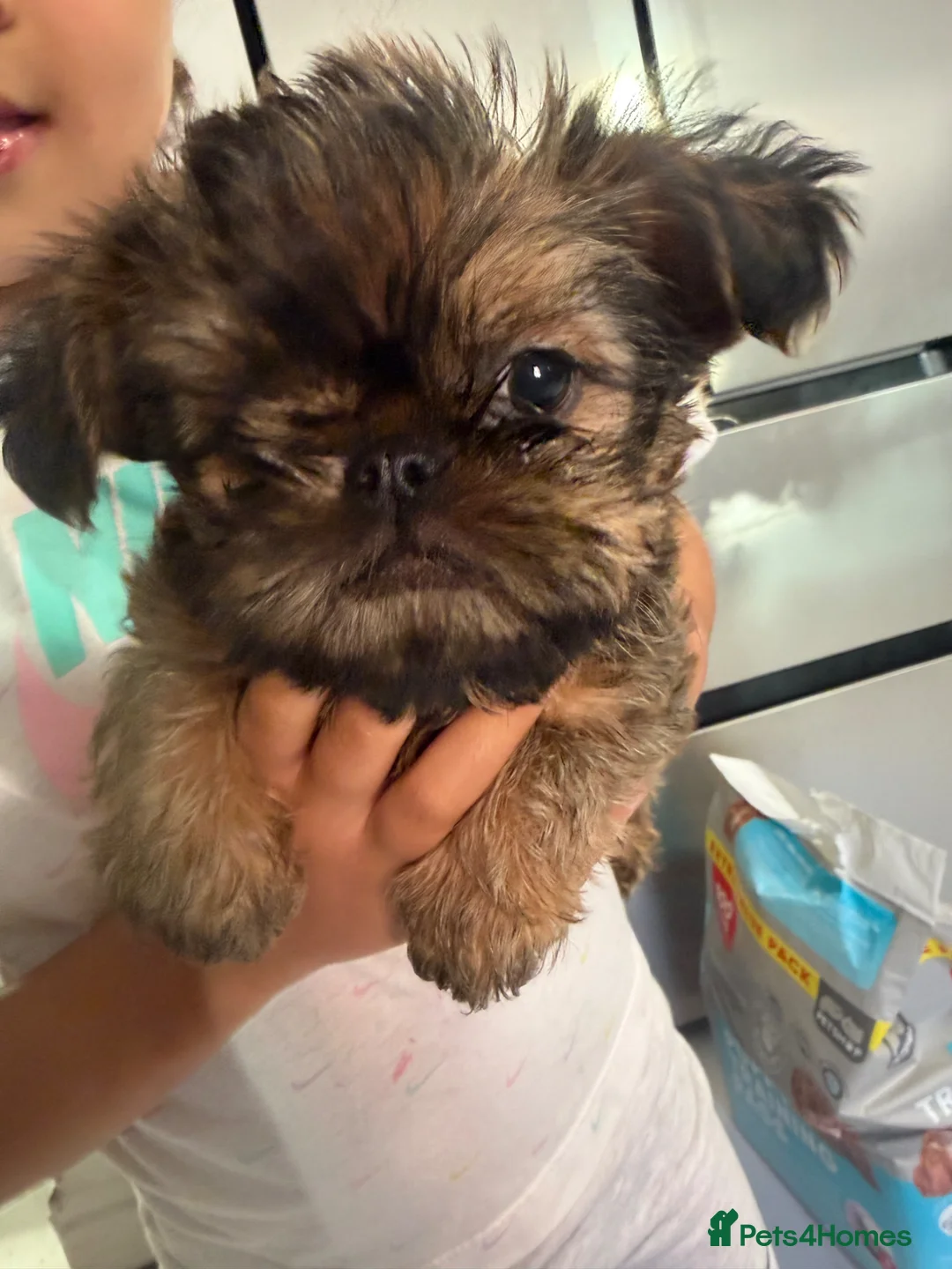 Griffon Bruxellois dogs for sale: Beautiful griffon boy  - Advert 1