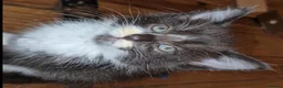 Mixed Breed cats for sale: Bengal x maincoon - Advert 5