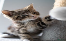 Domestic Shorthair cats for sale: Friendly kittens looking for new families - Image 7