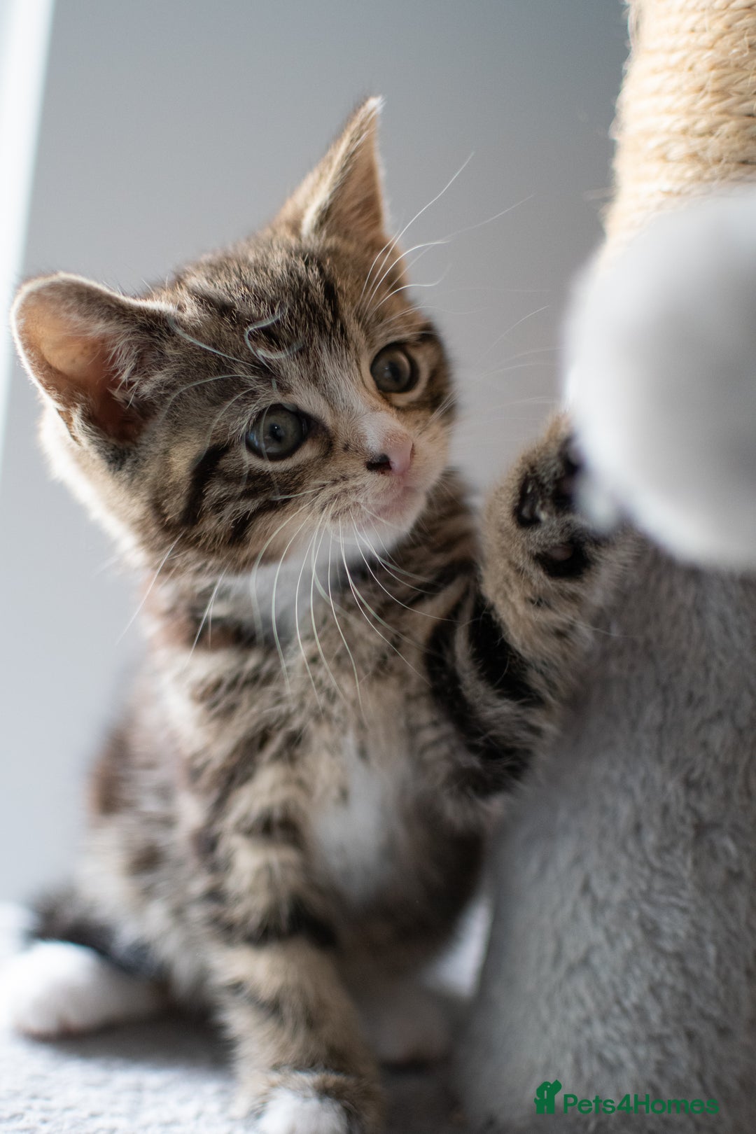 Domestic Shorthair cats for sale: Friendly kittens looking for new families - Image 7