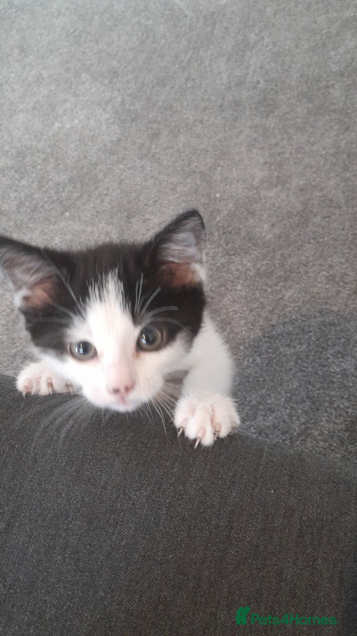 Mixed Breed cats Beautiful white and black kitten  - Advert 1