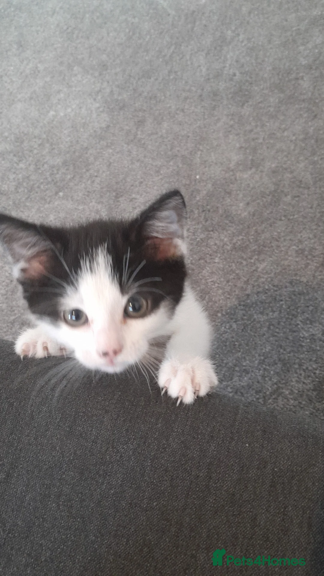 Mixed Breed cats for sale: Beautiful white and black kitten  in Waltham Cross - Advert 1