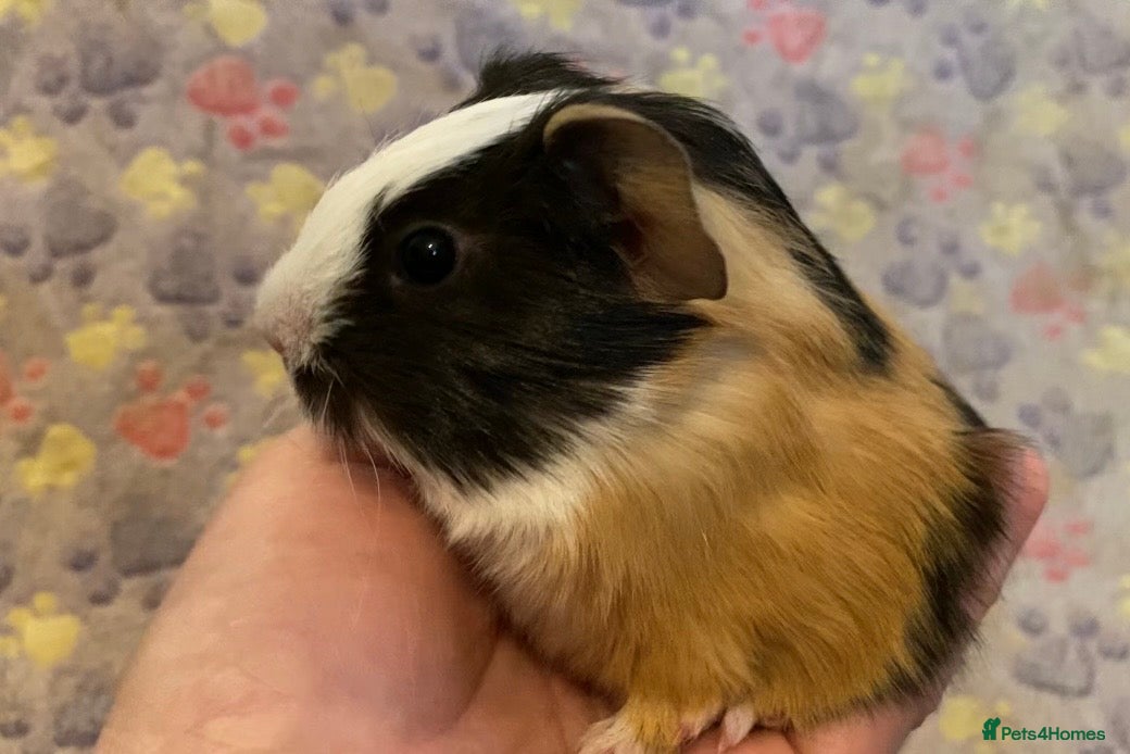 Guinea Pig rodents Gorgeous baby Guinea pigs - Advert 10