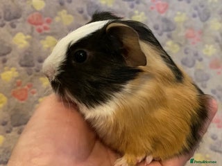 Guinea Pig rodents Gorgeous baby Guinea pigs - Advert 10