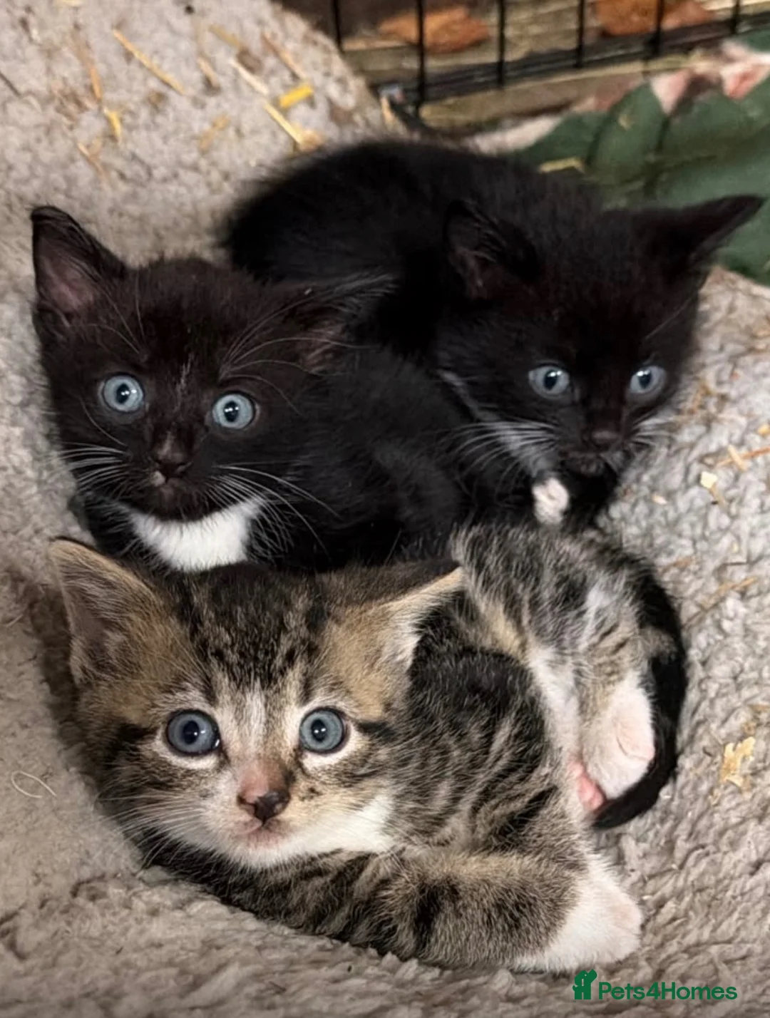 Mixed Breed cats for sale: Beautiful kittens  - Advert 1