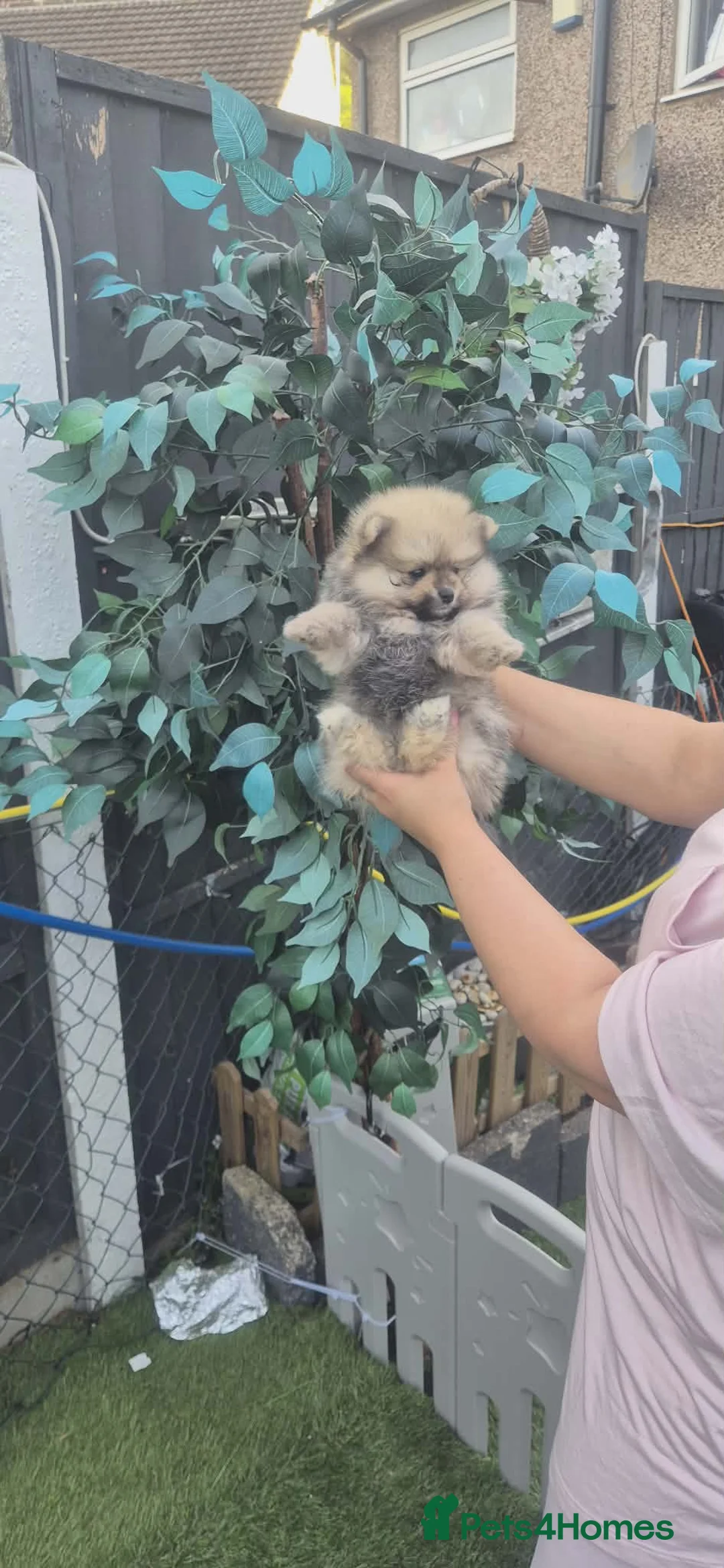 Pomeranian dogs for sale: Pomeranian  **  female puppie - Advert 2