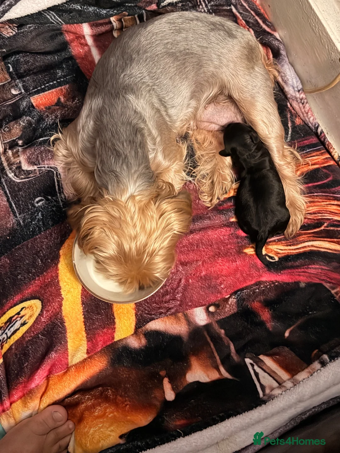 Mixed Breed dogs for sale: Yorkiepoo  - Advert 2