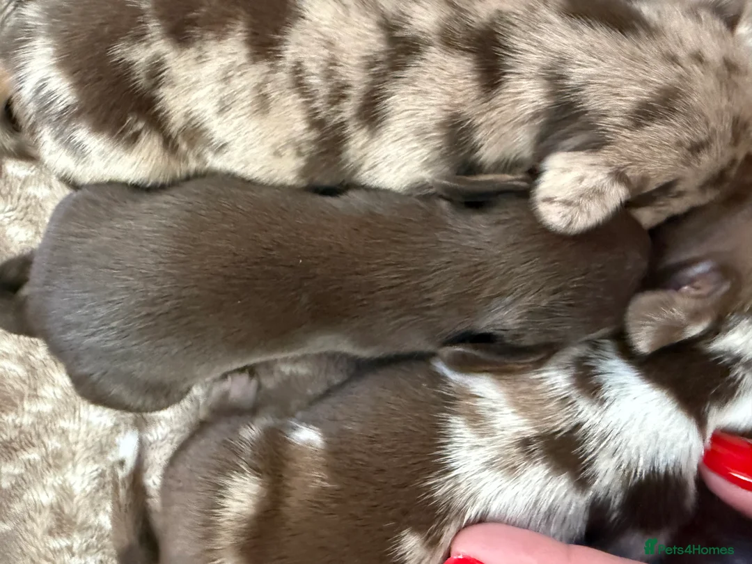 Miniature Dachshund dogs for sale: Miniature Dapple & Merle long haired Daschunds in Romsey - Advert 15