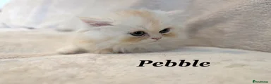 Pebble