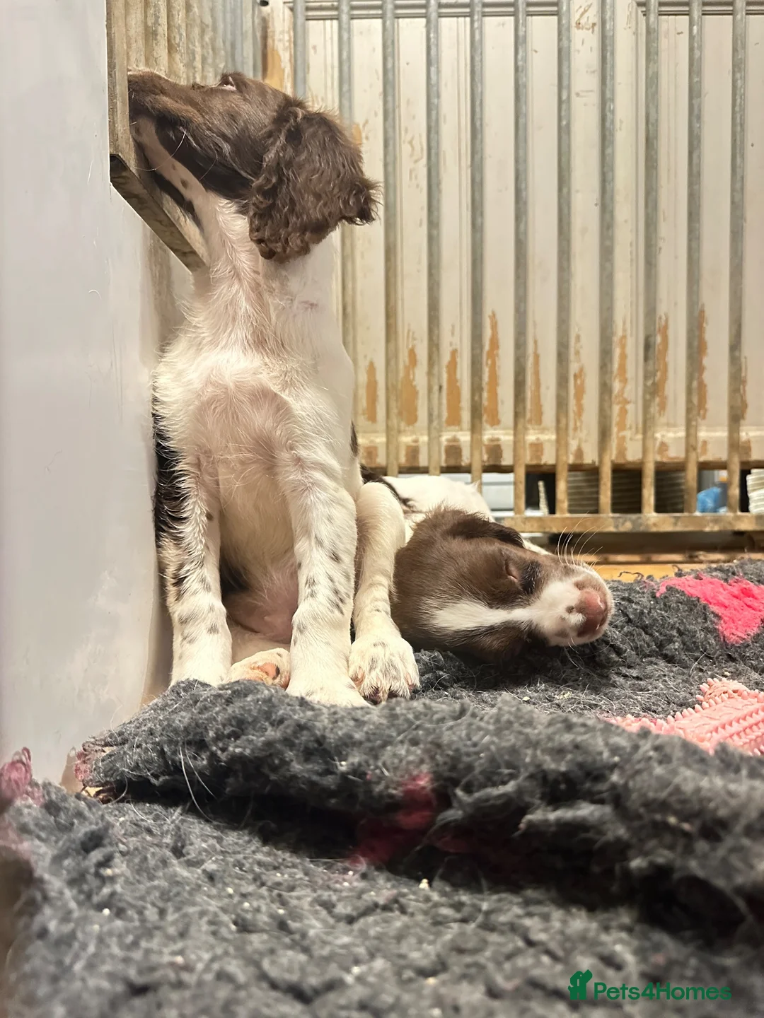 English Springer Spaniel dogs for sale: KC reg L&W / B&W springer puppies - Advert 1
