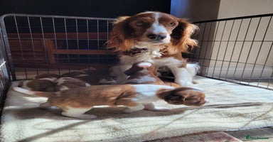 Welsh Springer Spaniel dogs - Advert 10