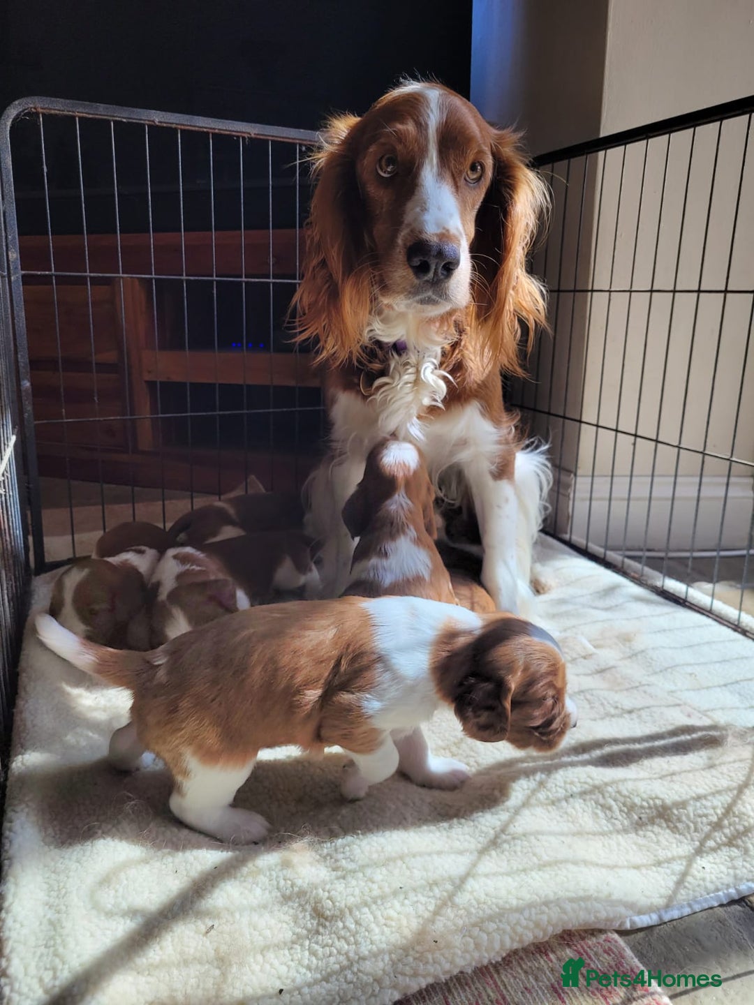 Welsh Springer Spaniel dogs for sale: Welsh Springer Spaniels - Image 2