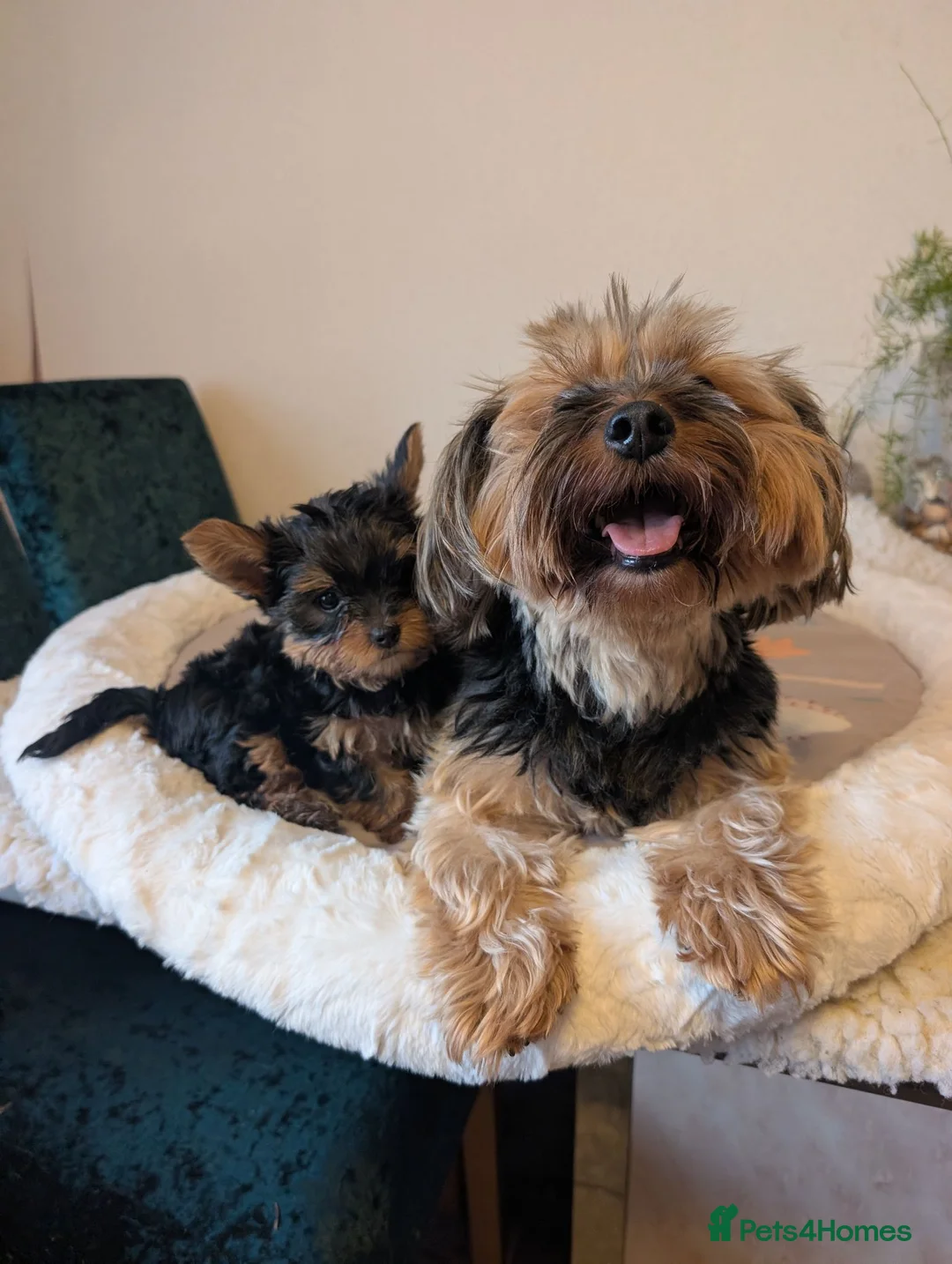 Yorkshire Terrier dogs for sale: Yorkshire terrier puppies ready for viewing  - Advert 2
