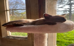 Burmese cats for sale: Exquisite Tonkdolls - Image 24