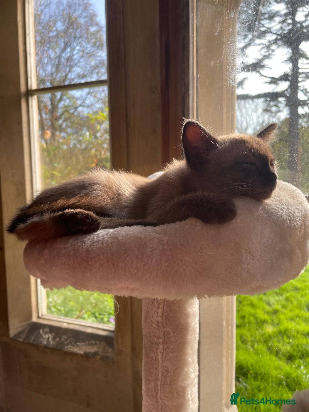 Burmese cats for sale: Exquisite Tonkdolls - Image 24