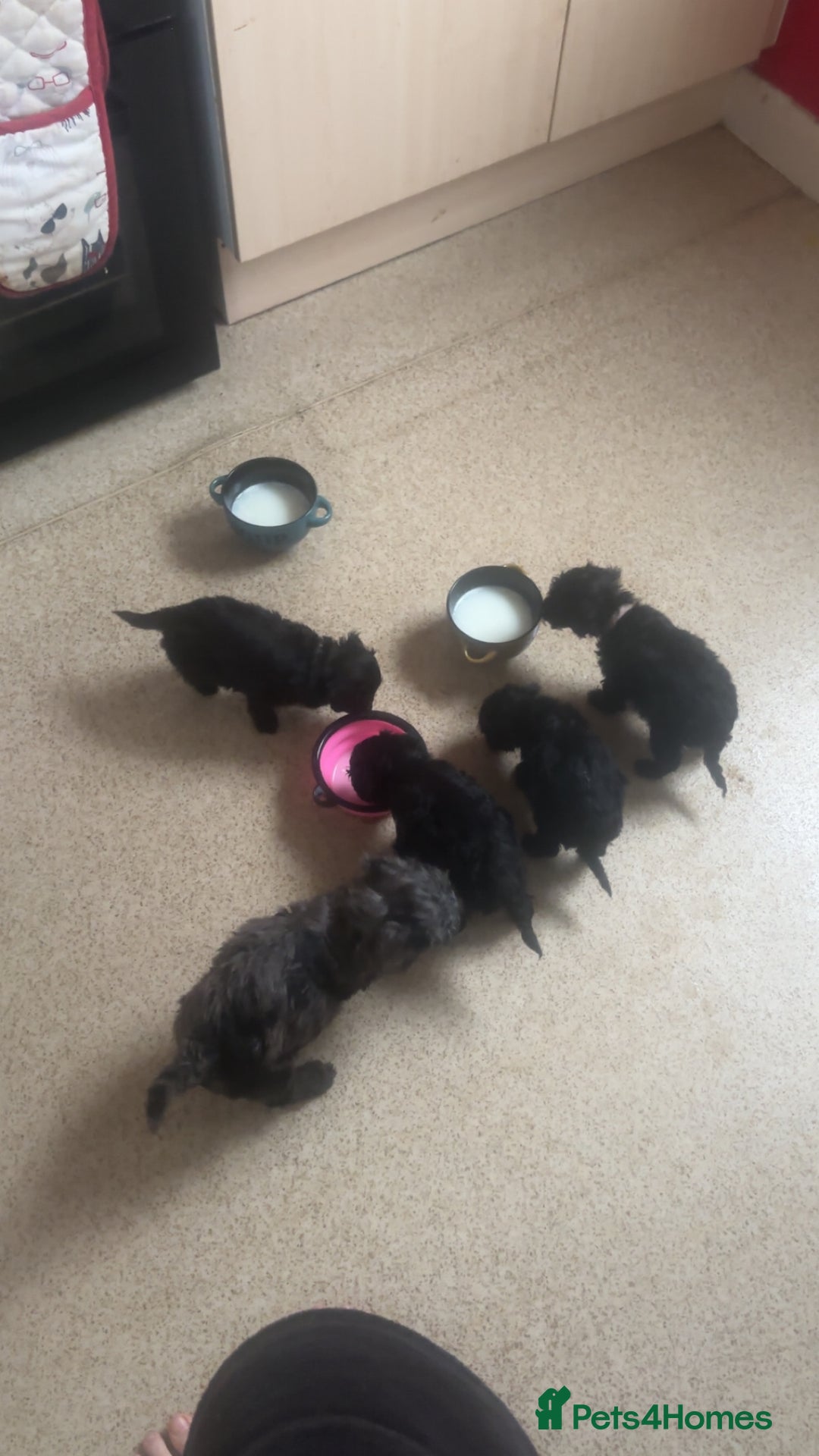 Cockapoo dogs for sale: Cockapoo pups - Advert 1