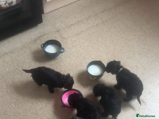 Cockapoo dogs Cockapoo pups - Advert 1