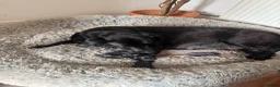 Labrador Retriever dogs for sale: 8 Black Labrador Pups in Hexham - Advert 7