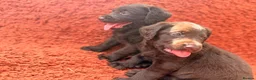 Labradoodle dogs for sale: 🐾 Beautiful Dark Chocolate Labradoodle pups - Advert 8
