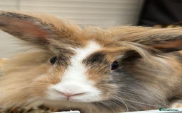 Mini Lop rabbits for sale: Female rabbit for adoption! - Image 3