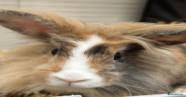 Mini Lop rabbits - Advert 16