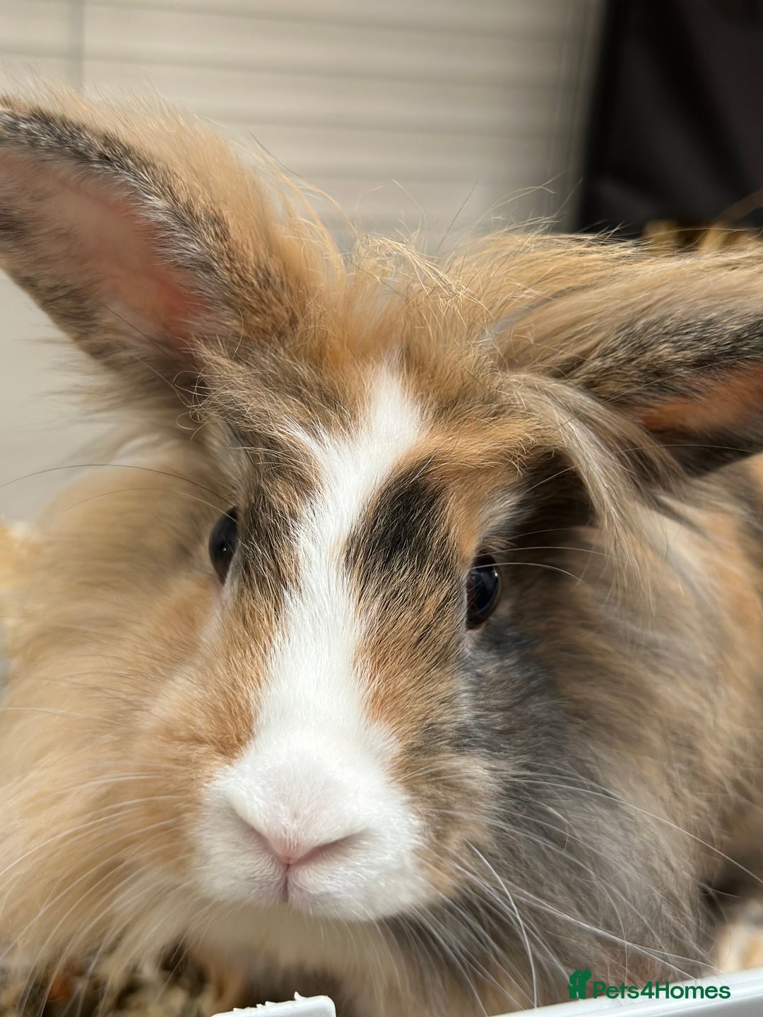 Mini Lop rabbits for sale: Female rabbit for adoption! - Image 3