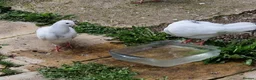 Pigeons birds for sale: White Tumbler baby pigeon for sale - Advert 7