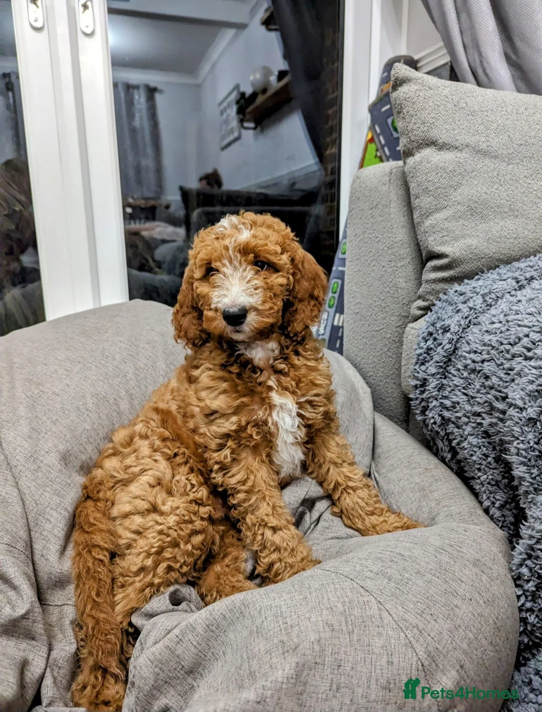 Irish Doodle dogs for stud: Irish Doodle Stud, Proven, DNA & Hip Tested in Tamworth - Advert 16