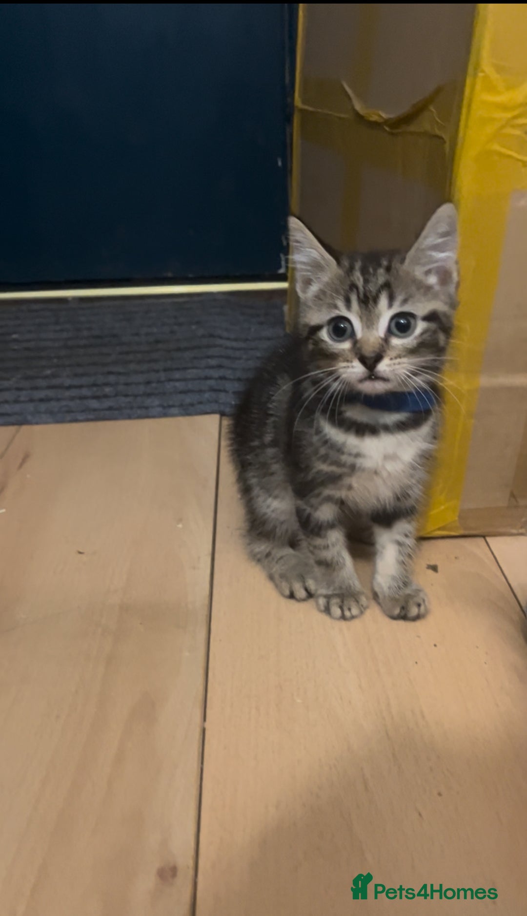 Mixed Breed cats for sale: 4 Kittens looking for their forever homes 🏠  - Image 9