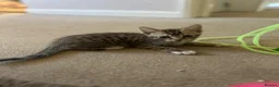 Domestic Shorthair cats for sale: 10 week old kitten in Woodbridge - Advert 6