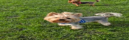 Yorkshire Terrier dogs for stud: Kc.reg.YORKSHIRE TERRIER For stud 🐶🐶 - Advert 2