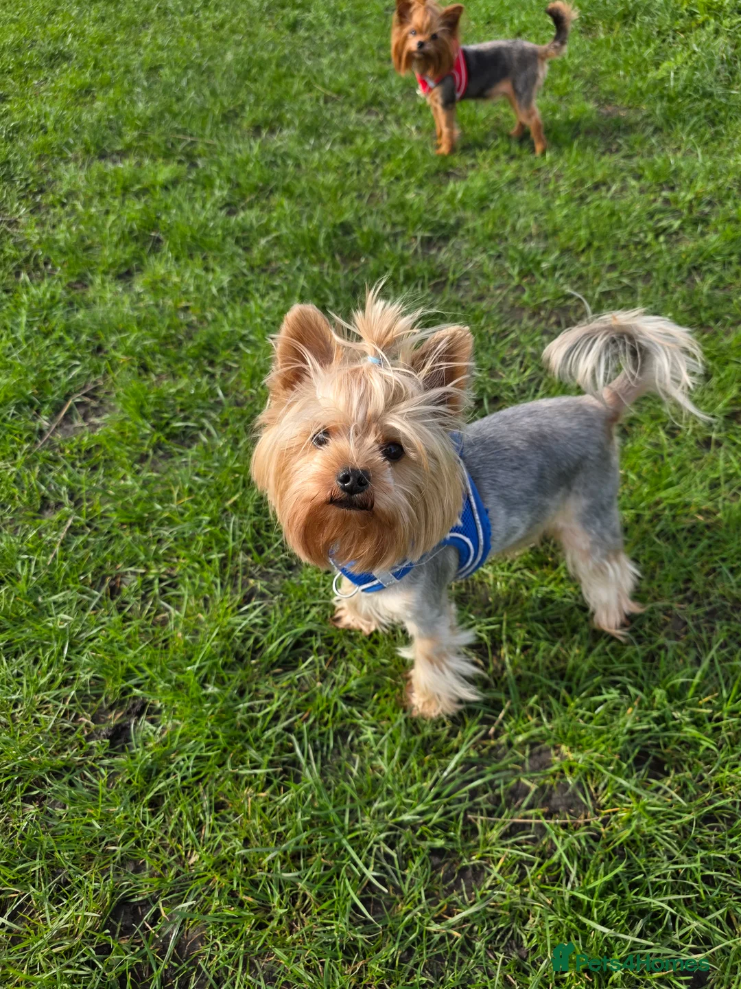 Yorkshire Terrier dogs for stud: Kc.reg.YORKSHIRE TERRIER For stud 🐶🐶 - Advert 2