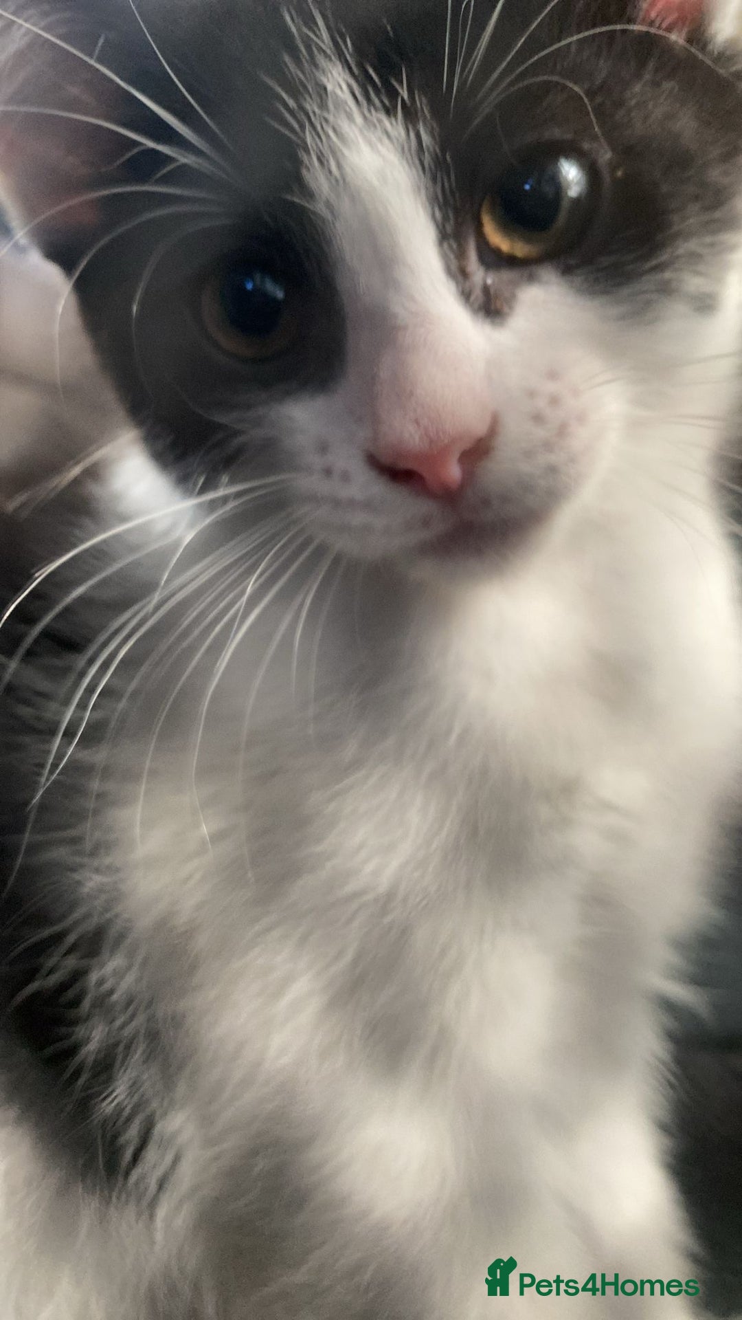 Mixed Breed cats for sale: 10 week old kitten  - Image 1