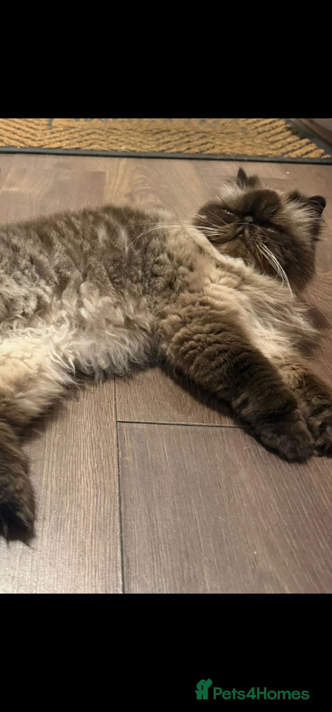 Persian cats for sale: Himalayan persian girl  in Bradford - Advert 2